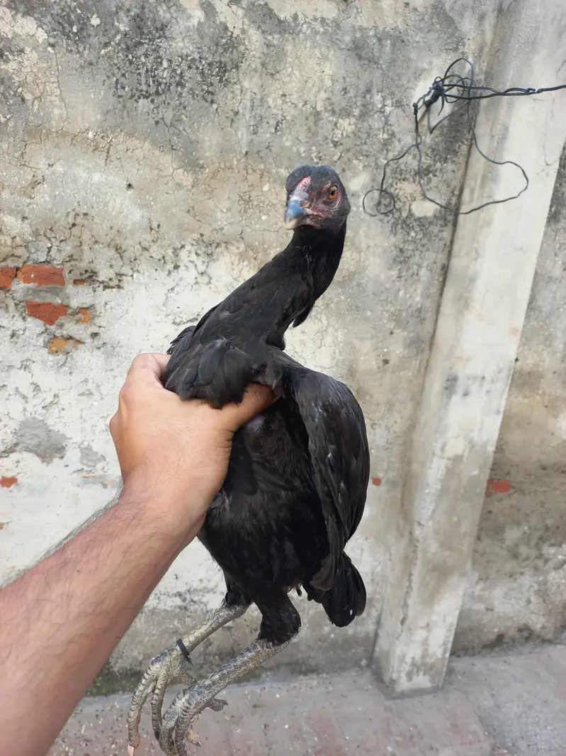 black thai aseel murghi for sale — photo 3