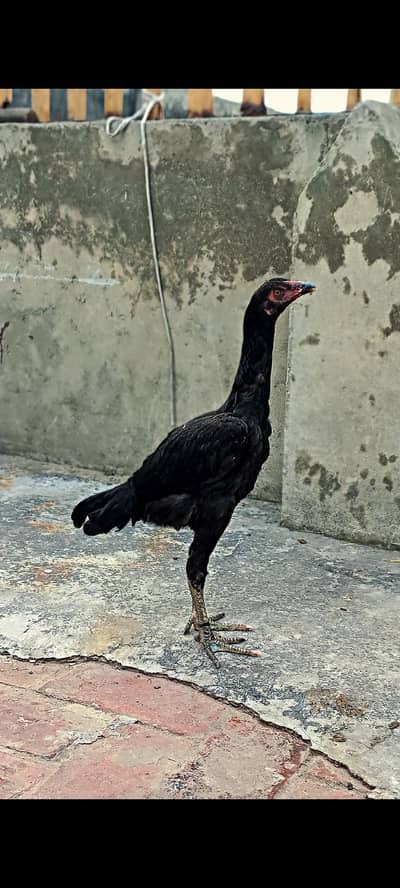 black thai aseel murghi for sale