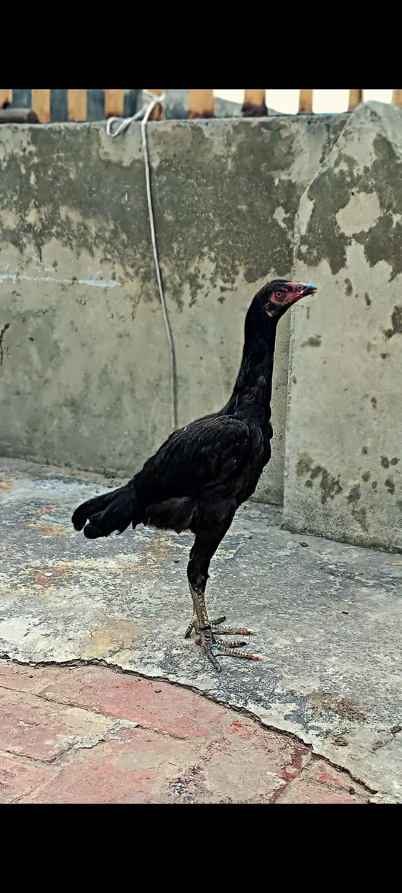 black thai aseel murghi for sale