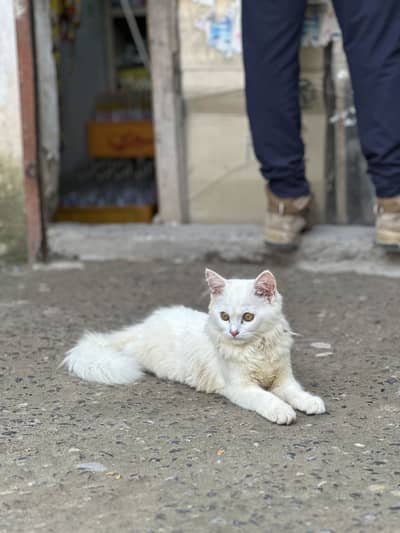 Persian cat