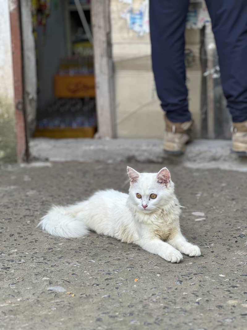 Persian cat 0