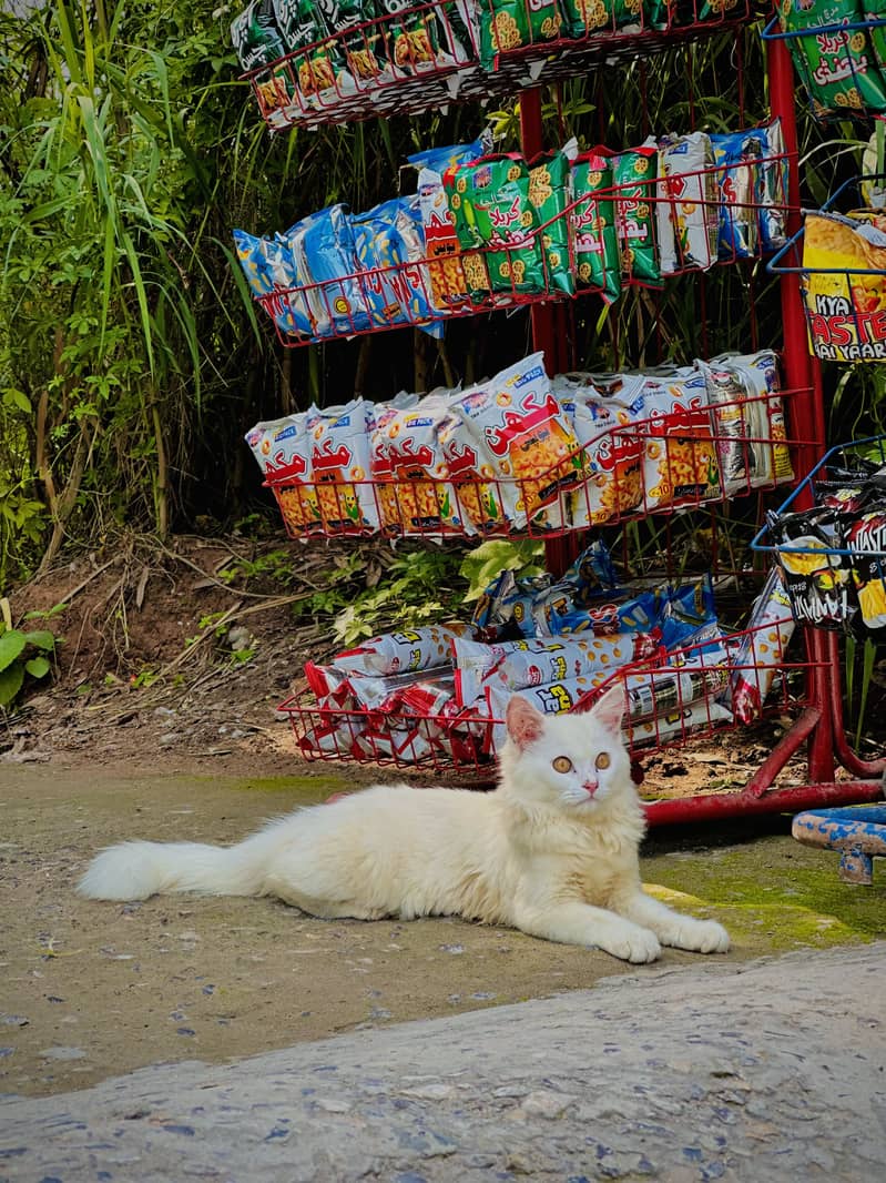 Persian cat 1