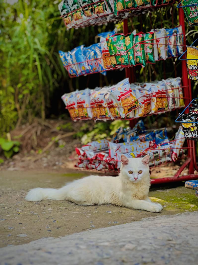 Persian cat 2