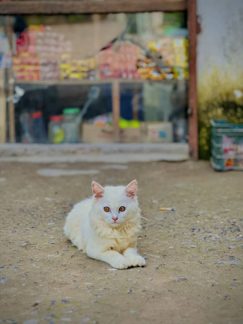 Persian cat 3