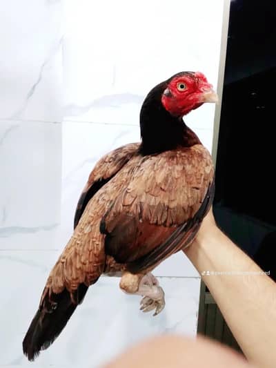 Amroha madi