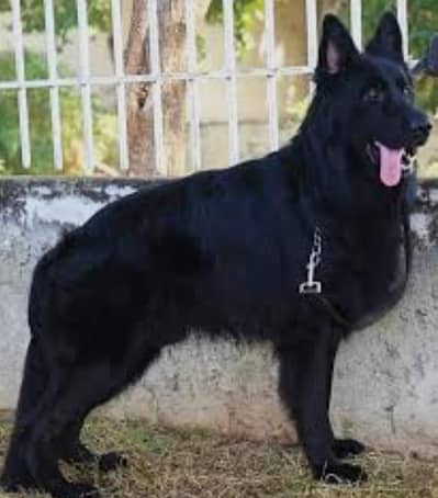 GSD king Size Male Puppy 8Months