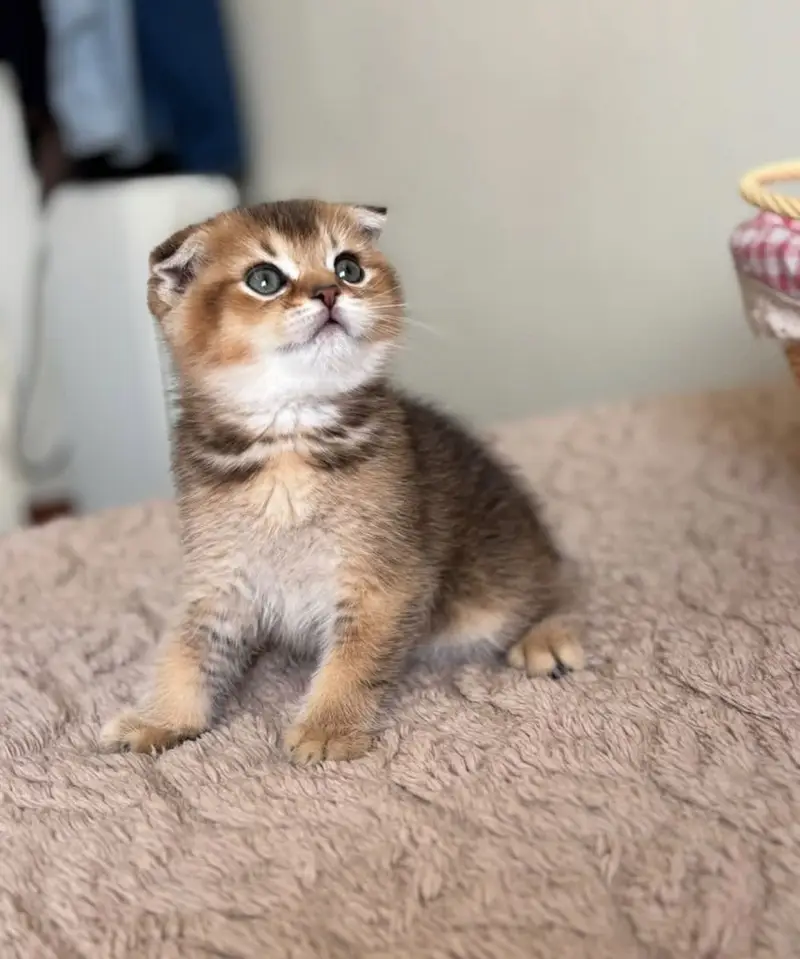 Scottish Fold Available In Karachi | Imported | Purebred