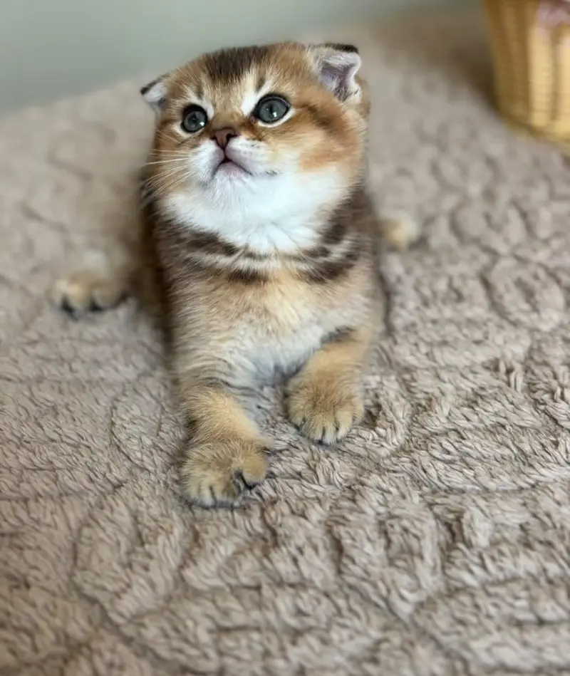 Scottish Fold Available In Karachi | Imported | Purebred — photo 2