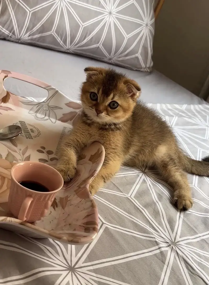 Scottish Fold Available In Karachi | Imported | Purebred — photo 3