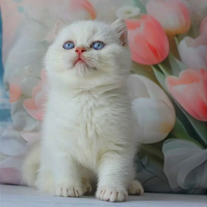 IMPORTED BRITISH SHORTHAIR KITTENS | IMPORTED | ON DEMAND — photo 4