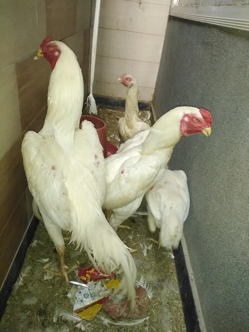 white shamo aseel — photo 3