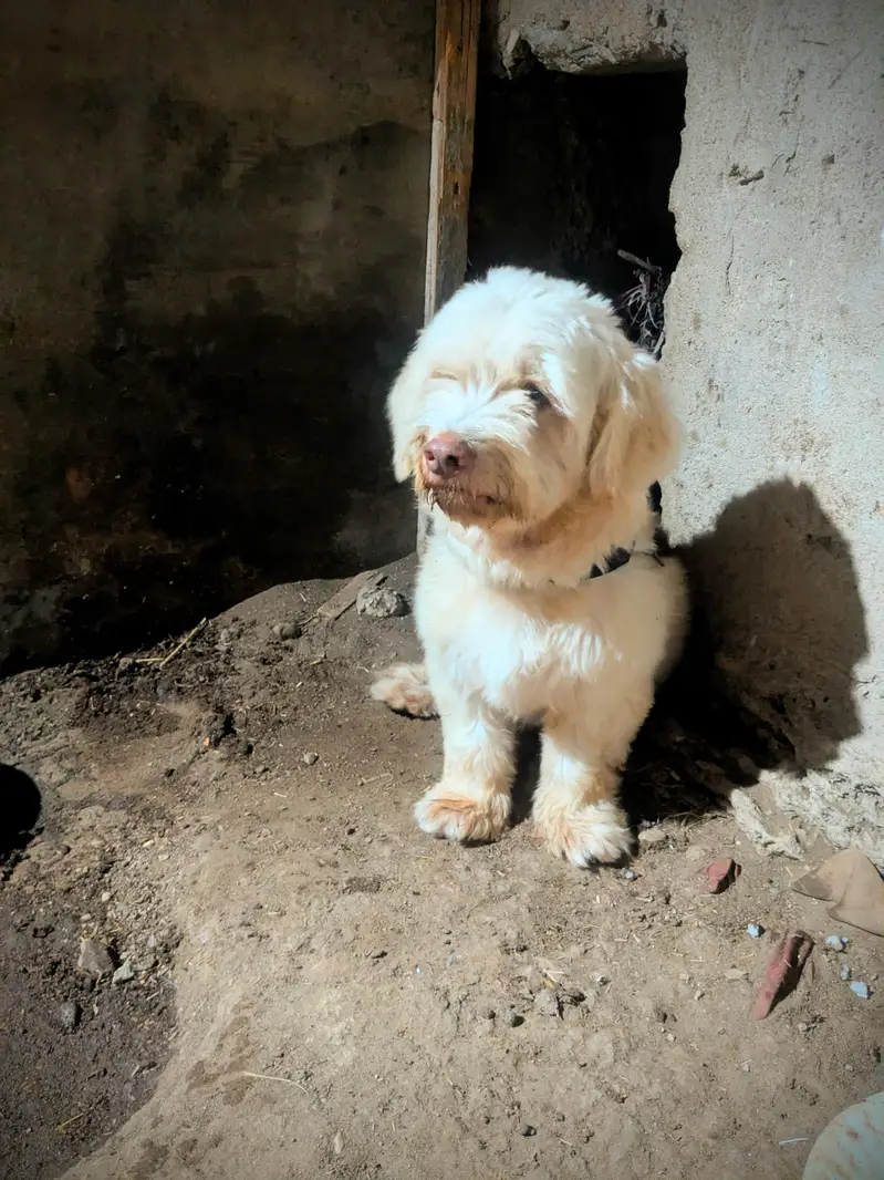 fancy dog  — photo 3