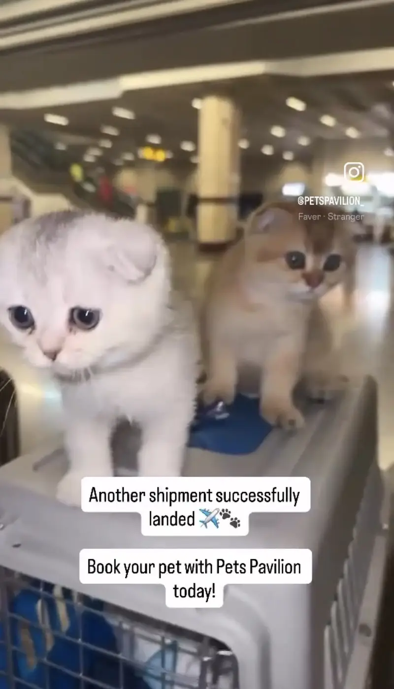 Scottish Fold, British Shorthair & All Pure Breed Imported Cats