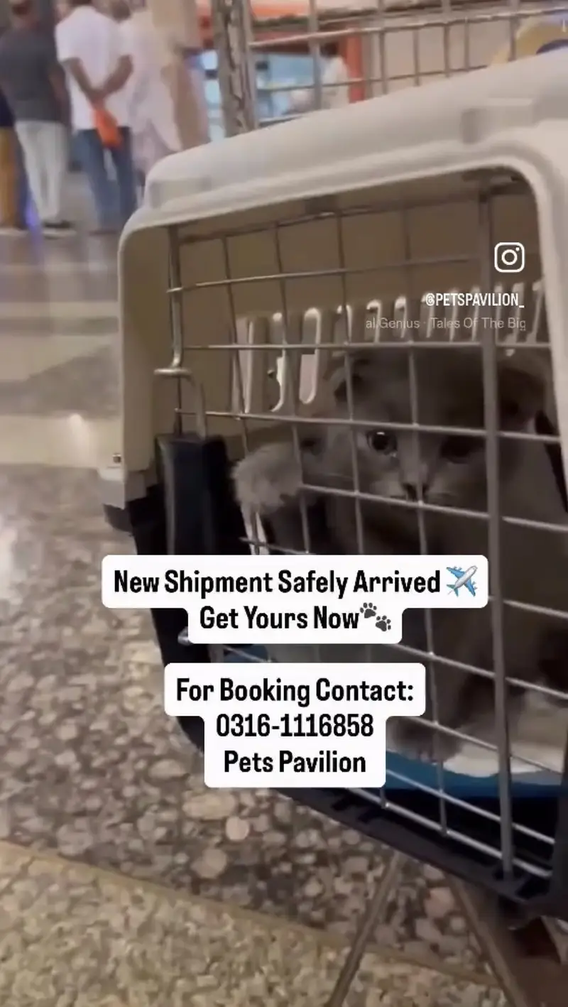 Scottish Fold, British Shorthair & All Pure Breed Imported Cats — photo 2
