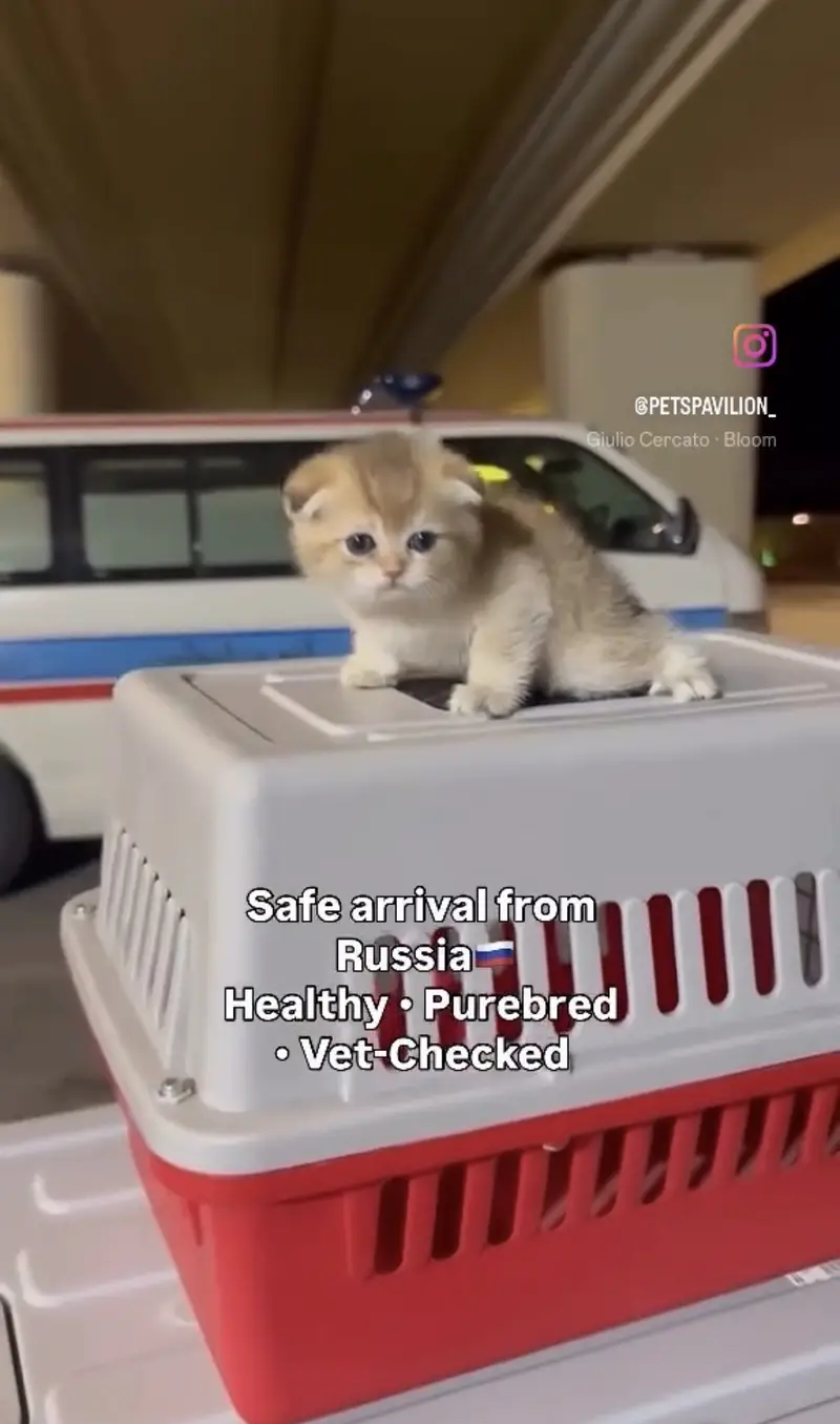Scottish Fold, British Shorthair & All Pure Breed Imported Cats — photo 3