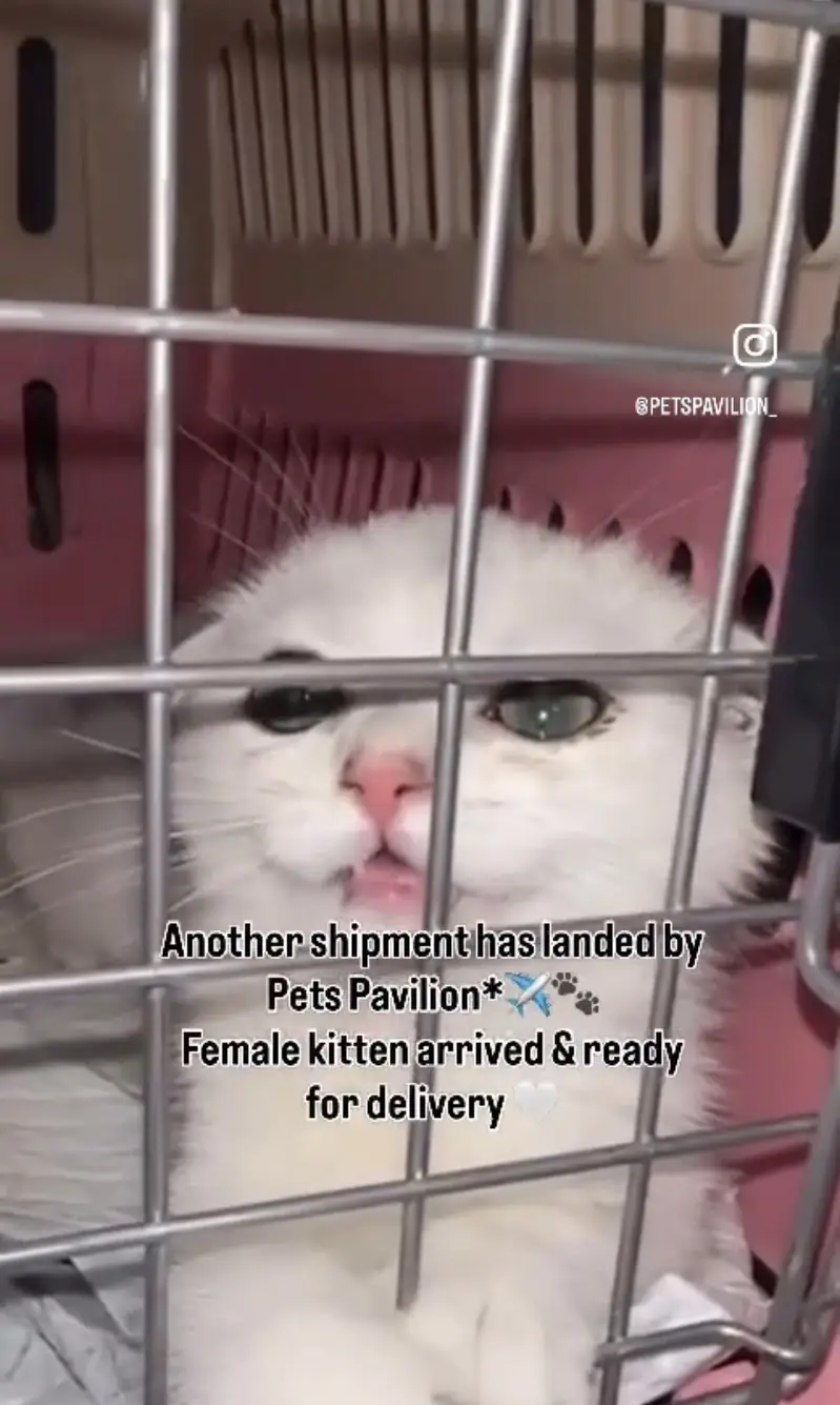 Scottish Fold, British Shorthair & All Pure Breed Imported Cats — photo 4