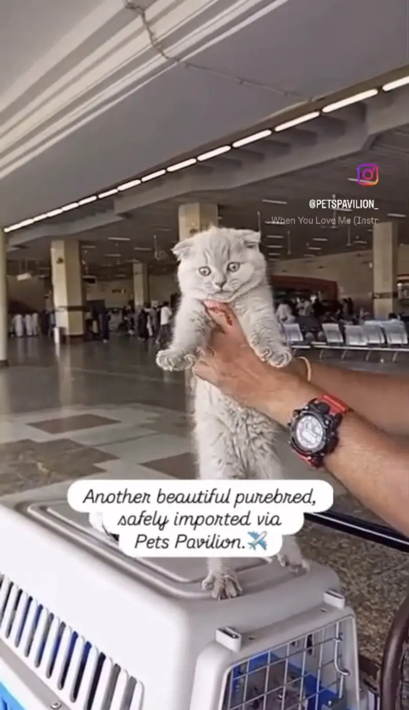 Scottish Fold, British Shorthair & All Pure Breed Imported Cats — photo 5