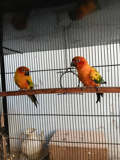 Sunconure females
