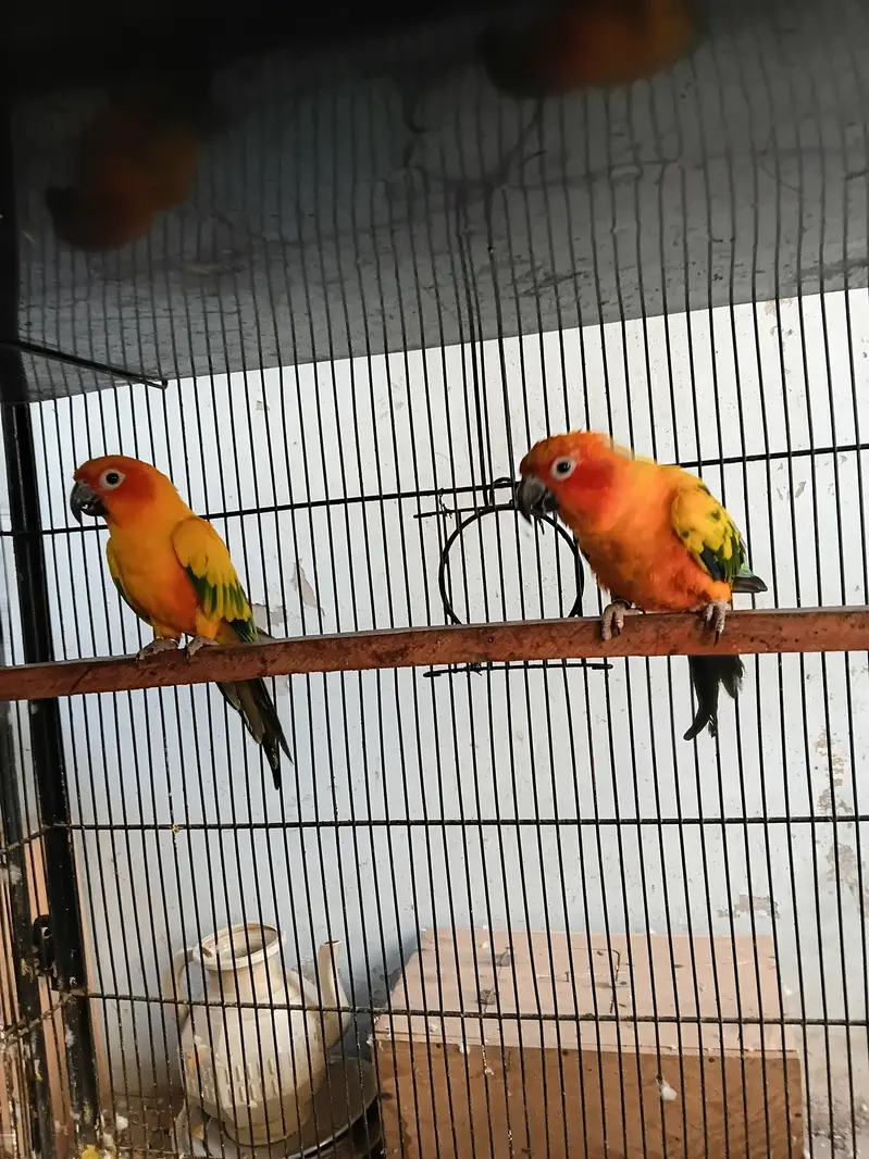 Sunconure females — photo 2