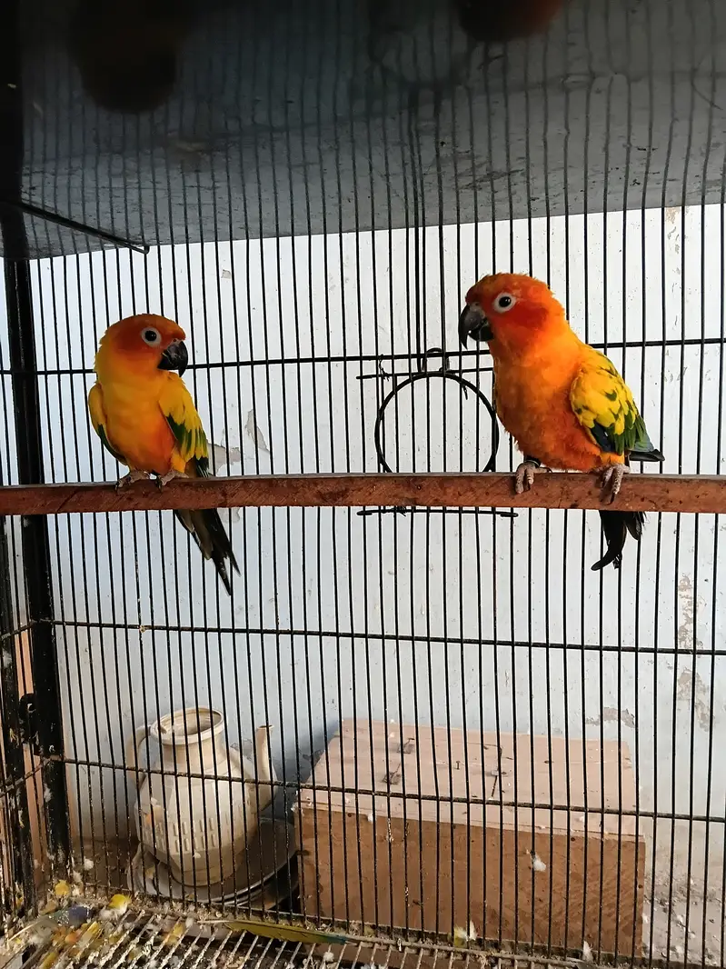 Sunconure females — photo 3