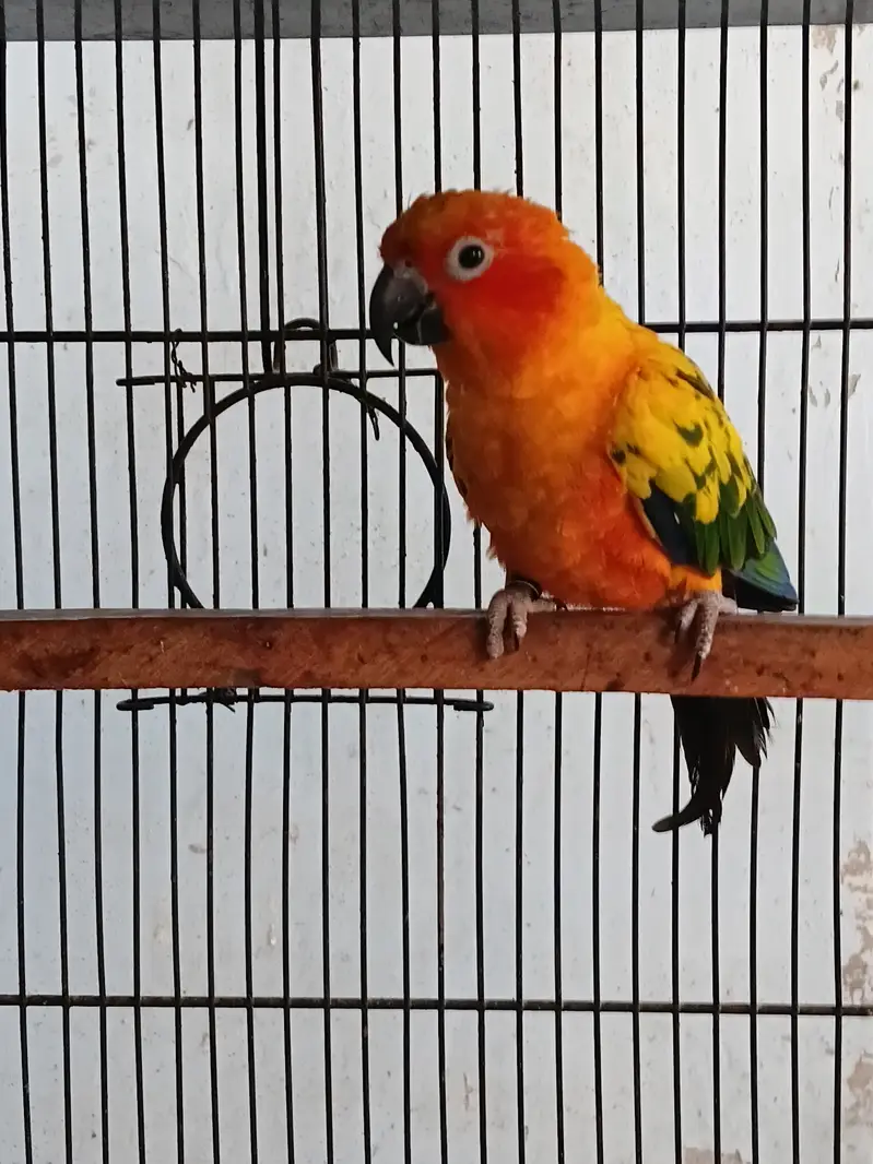 Sunconure females — photo 4