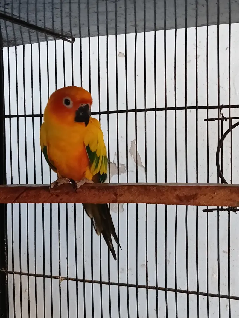 Sunconure females — photo 5