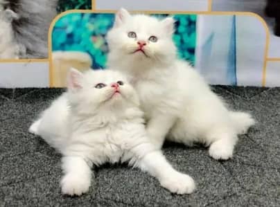 Contact:0/3/3/3/4/6/8/9/8/8/9. Persian Kitten