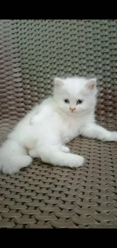 pure Persian punch face kitten for sale white colour blue eyes