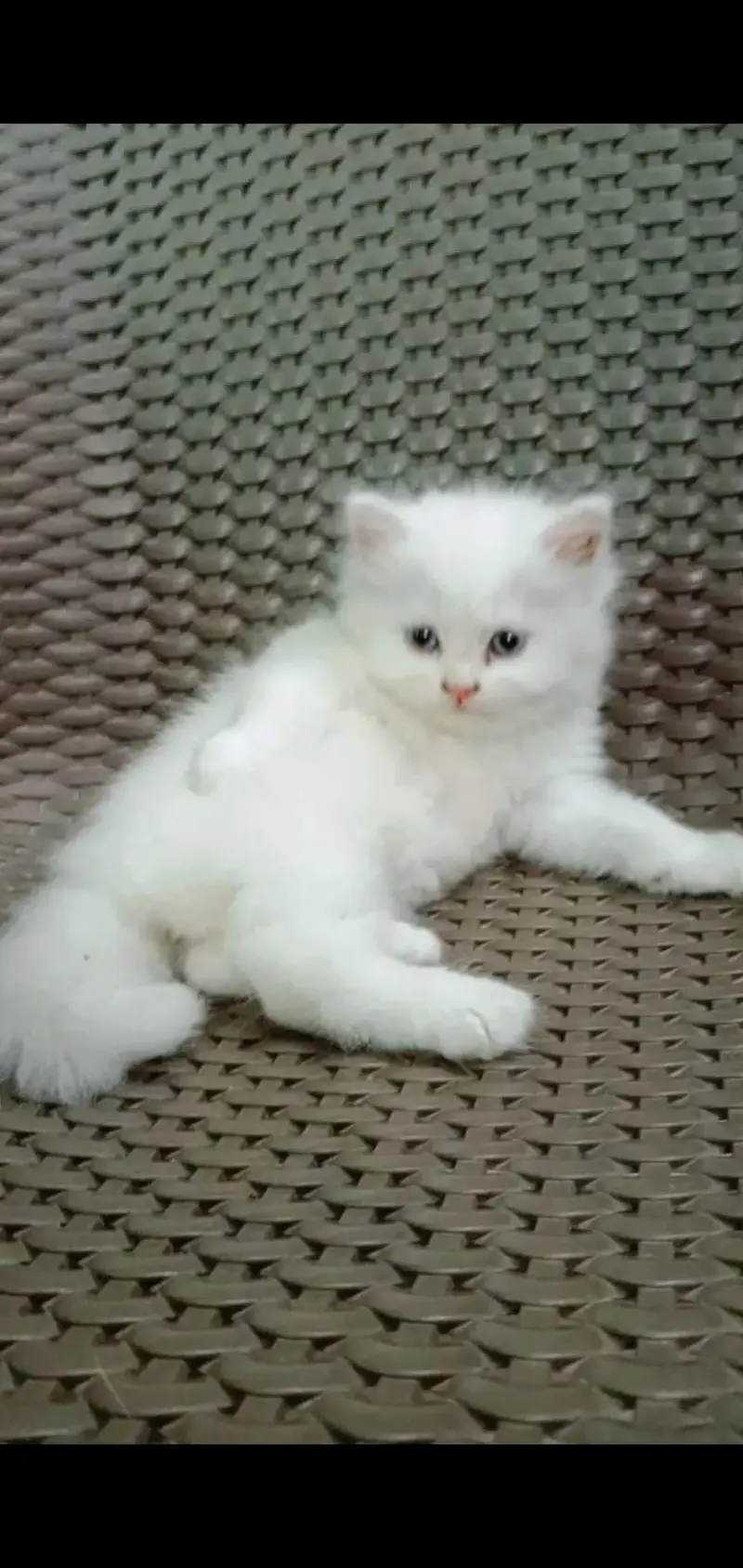 pure Persian punch face kitten for sale white colour blue eyes