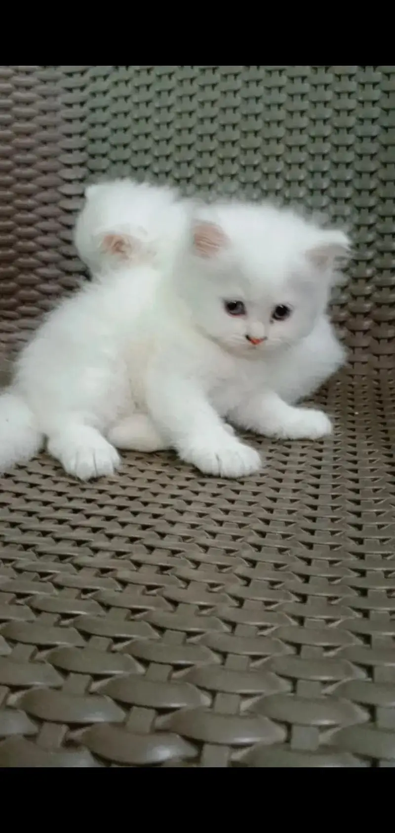 pure Persian punch face kitten for sale white colour blue eyes — photo 2