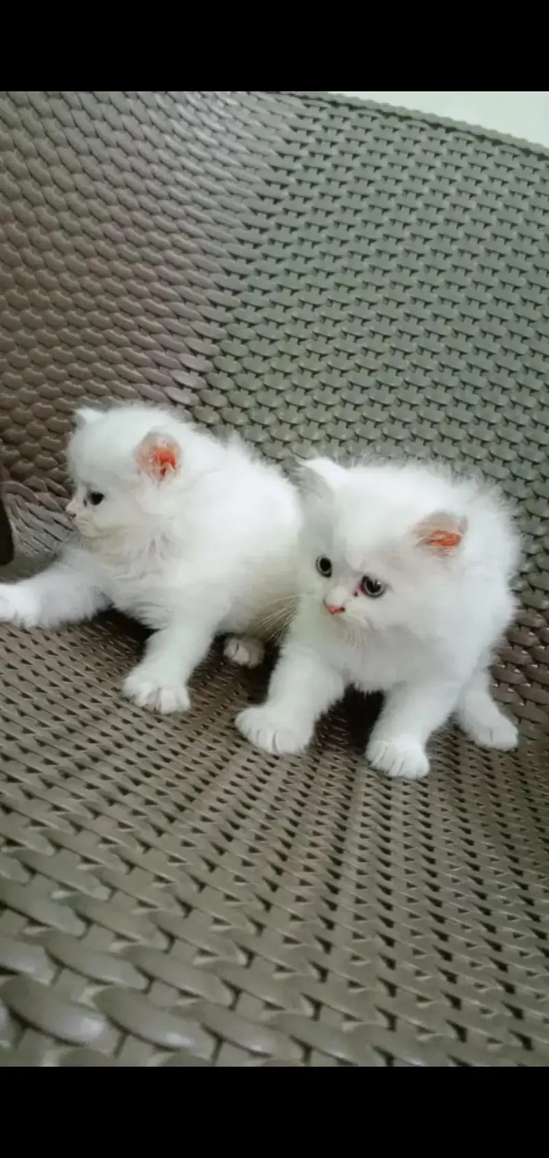 pure Persian punch face kitten for sale white colour blue eyes — photo 3