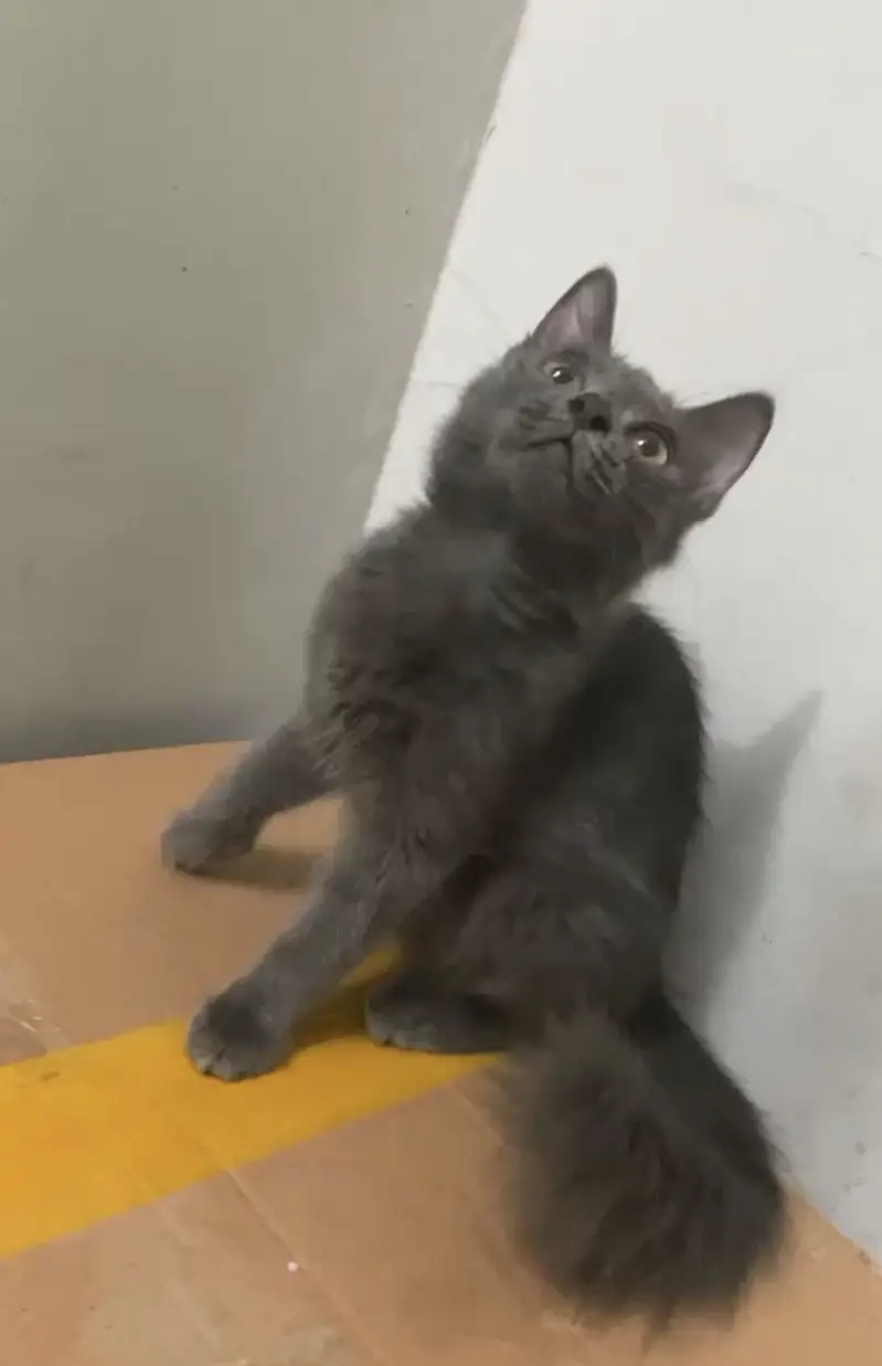 British Shorthair