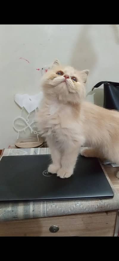Cute face Persian triple coated male kitten