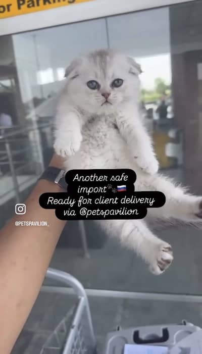 Scottish Fold, British Shorthair & All Pure Breed Imported Cats