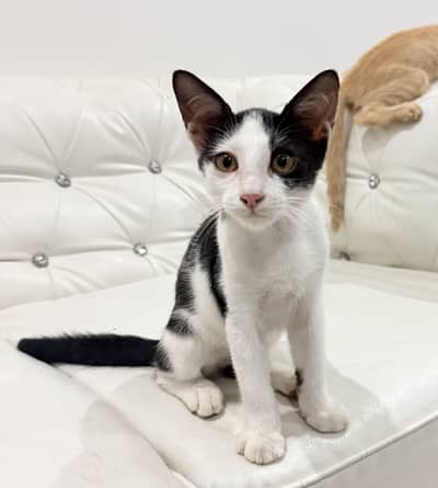 3.5 month old male kitten for adoption.