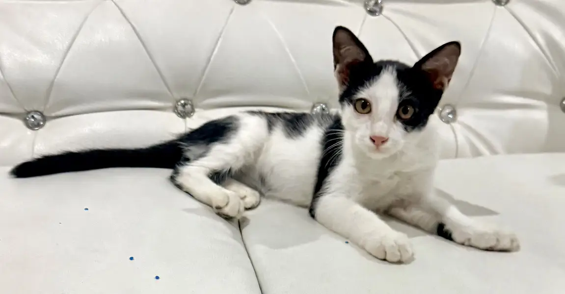 3.5 month old male kitten for adoption. — photo 2