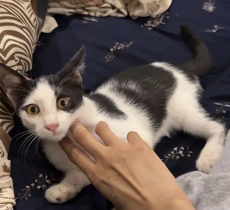 3.5 month old male kitten for adoption. — photo 3