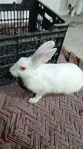 2 Female Rabbit Breeder White Red Eye and Brown & White For Sale
