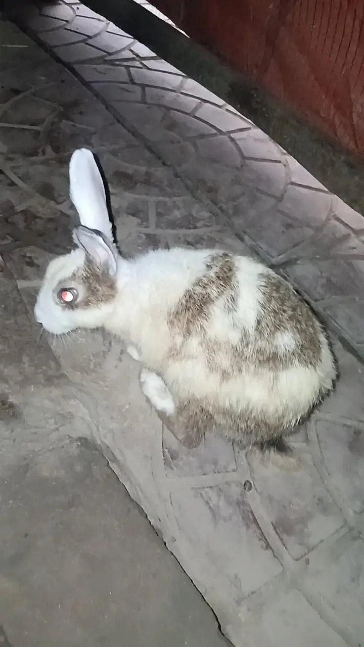 2 Female Rabbit Breeder White Red Eye and Brown & White For Sale — photo 2