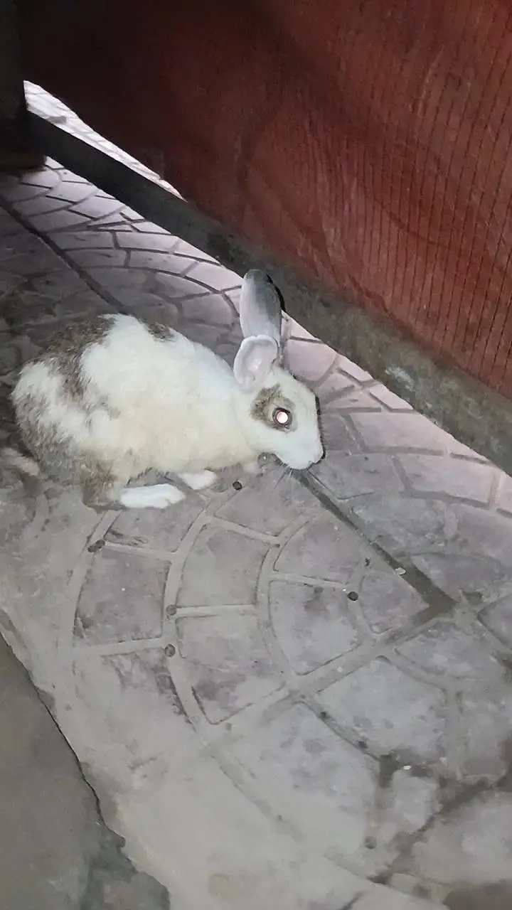 2 Female Rabbit Breeder White Red Eye and Brown & White For Sale — photo 3