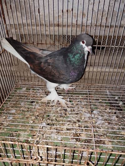 black sherazi male for sell