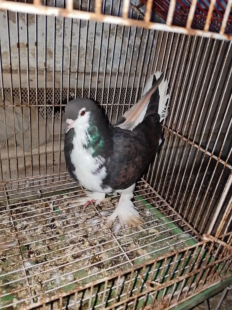 black sherazi male for sell — photo 2