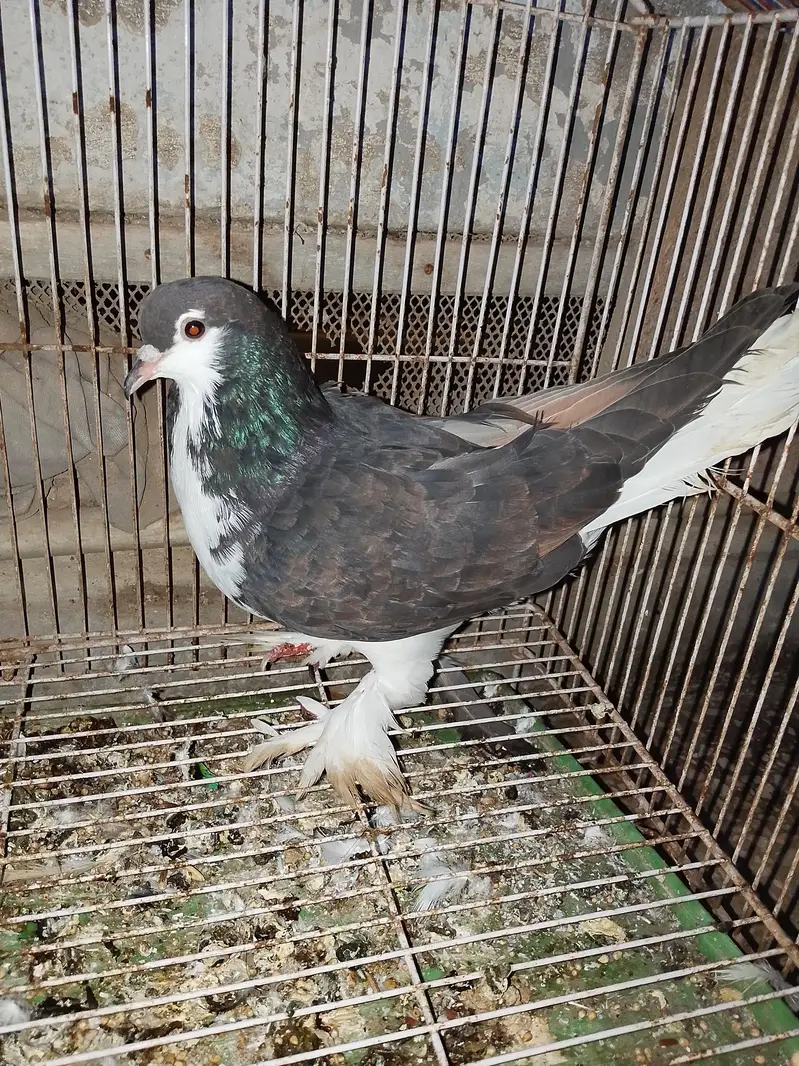 black sherazi male for sell — photo 3