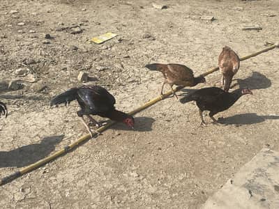 Pakistani aseel for sale