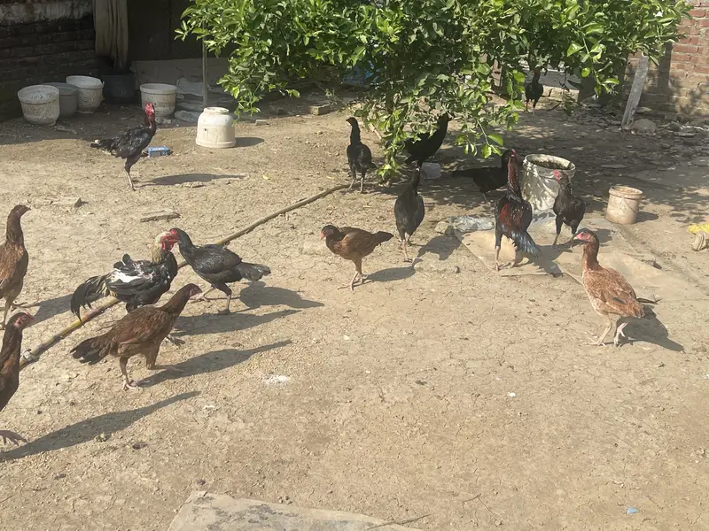 Pakistani aseel for sale — photo 2