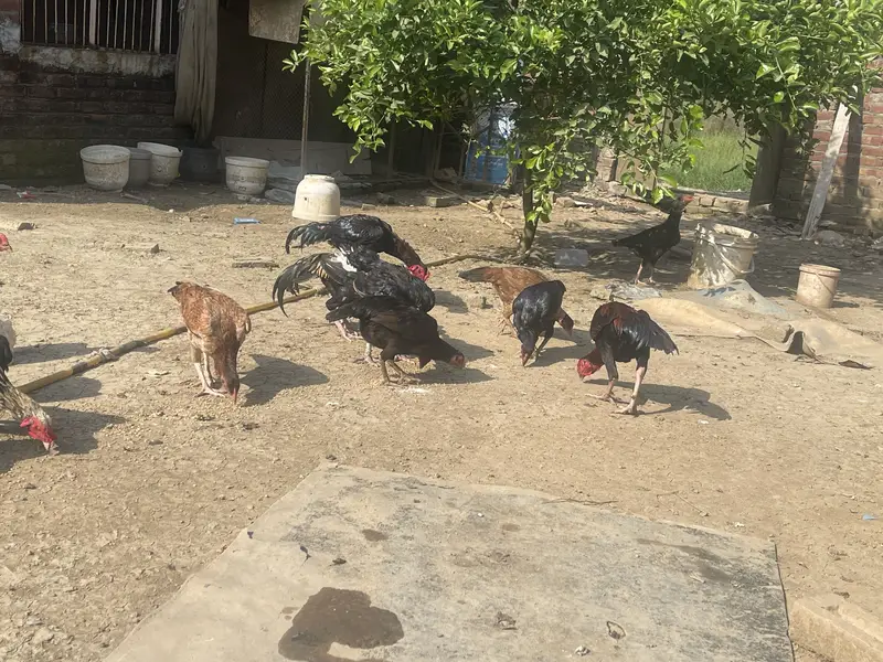 Pakistani aseel for sale — photo 3