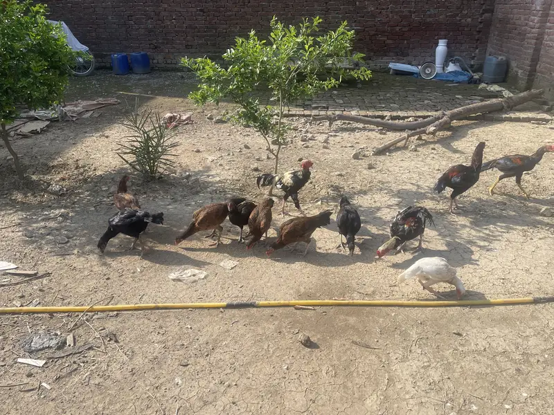 Pakistani aseel for sale — photo 6