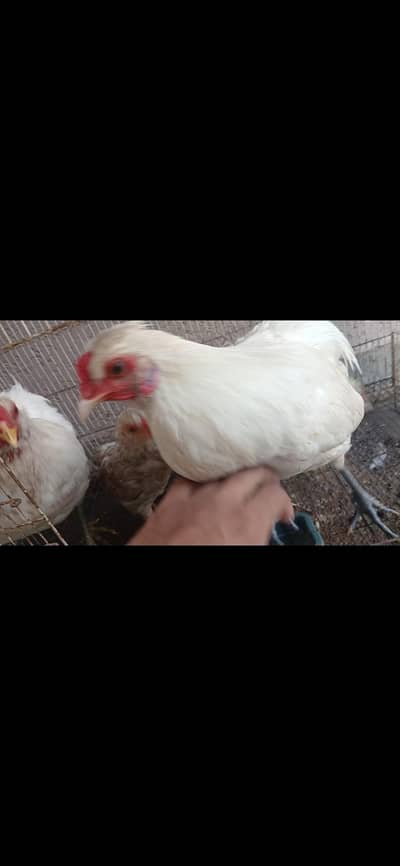 Araucana / Nelay Anday Denay Wali Breed