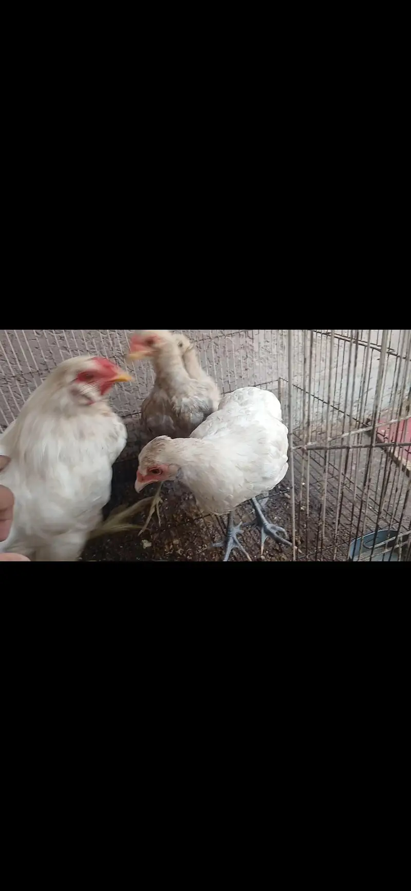 Araucana / Nelay Anday Denay Wali Breed — photo 2