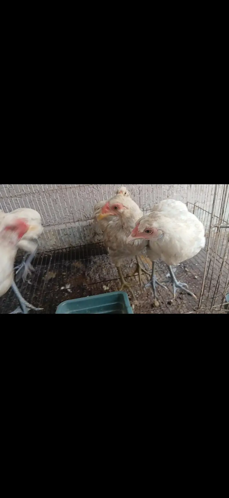 Araucana / Nelay Anday Denay Wali Breed — photo 3
